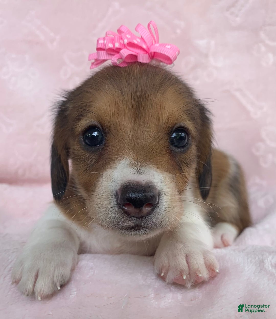Miniature Dachshund dogs for sale: Baby Clover - Image 3