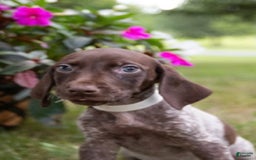German Shorthaired Pointer dogs for sale: German Shorthaired Pointer 2 puppies - Image 6