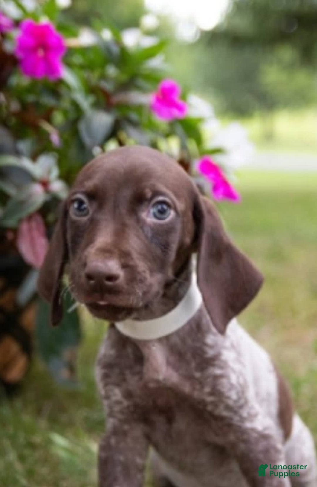 German Shorthaired Pointer dogs for sale: German Shorthaired Pointer 2 puppies - Image 6