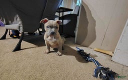 American Bully dogs for sale: Coolade - Image 1