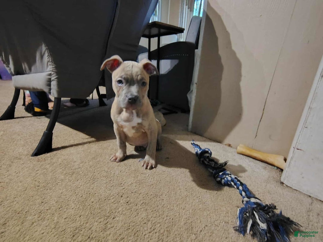 American Bully dogs for sale: Coolade - Image 1