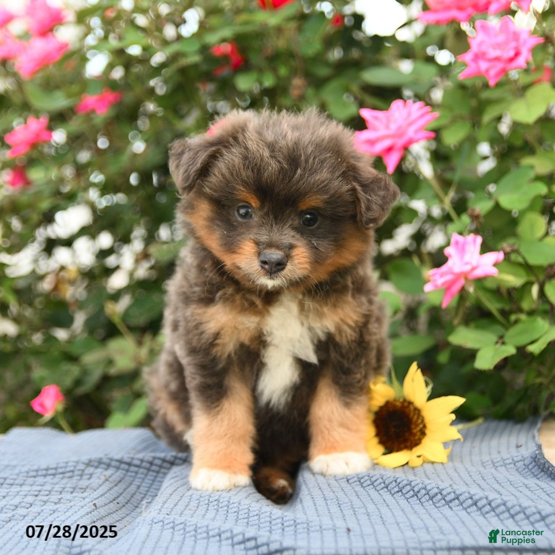 Smooth Fox Terrier dogs for sale: Oliver - Image 5