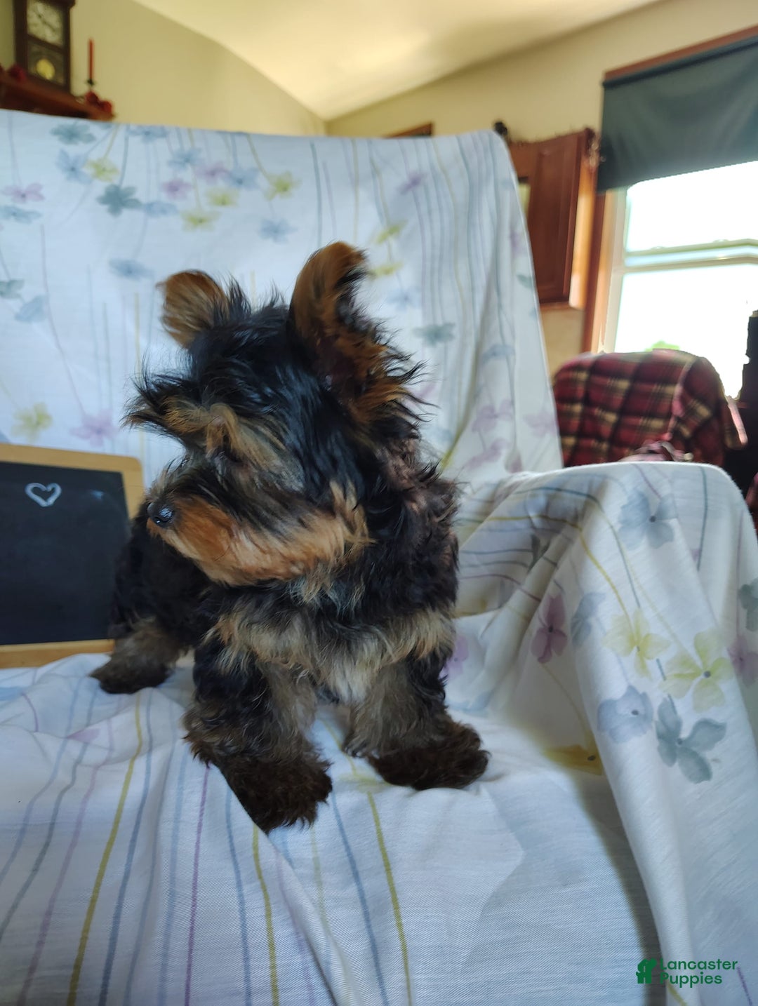 Yorkshire Terrier dogs for sale: Gerri - Image 12