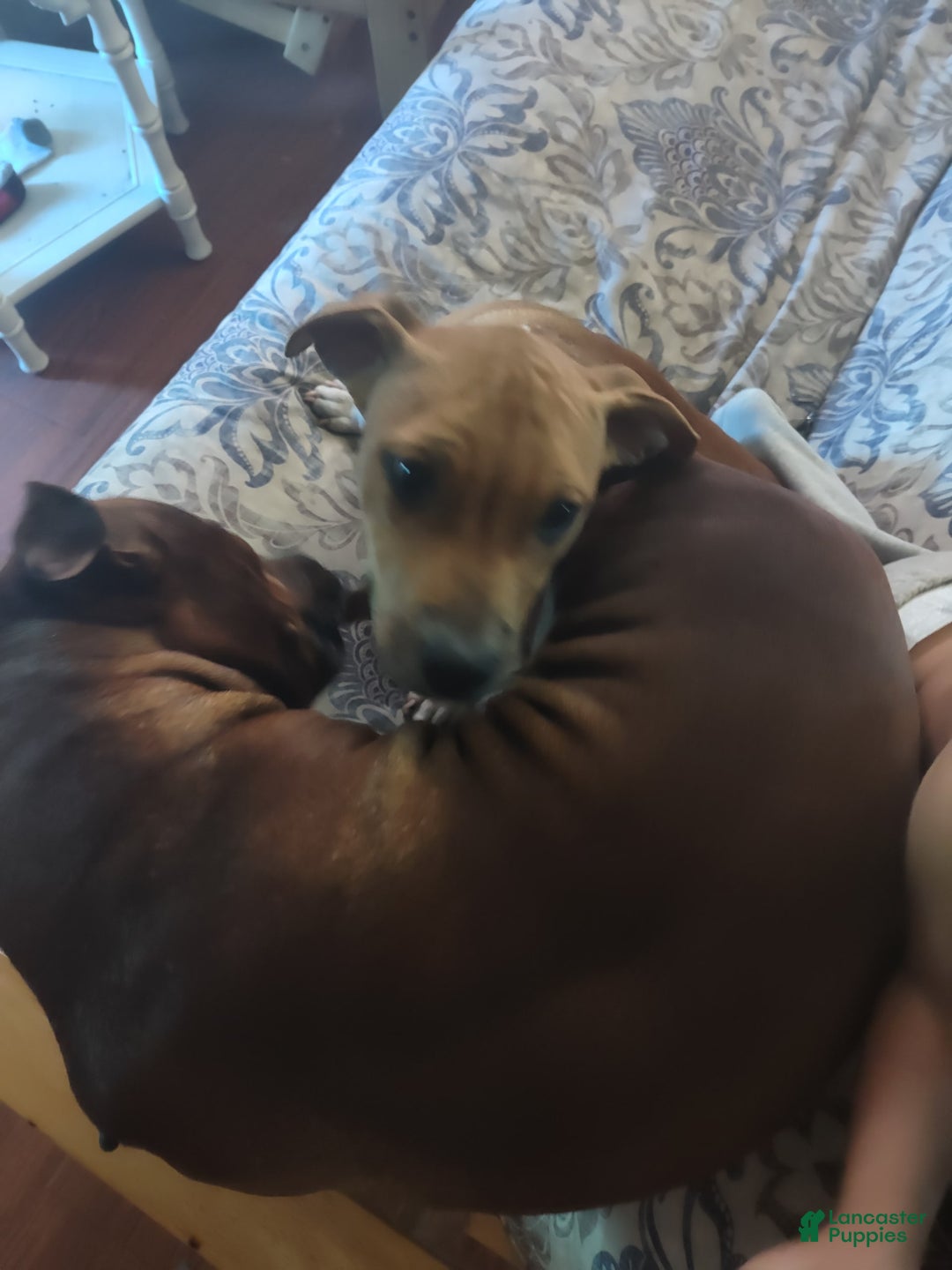 American Pit Bull Terrier dogs for sale: Lil Bit Of Trouble - Image 2