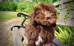 Havapoo dogs for sale: Humble - Image 6