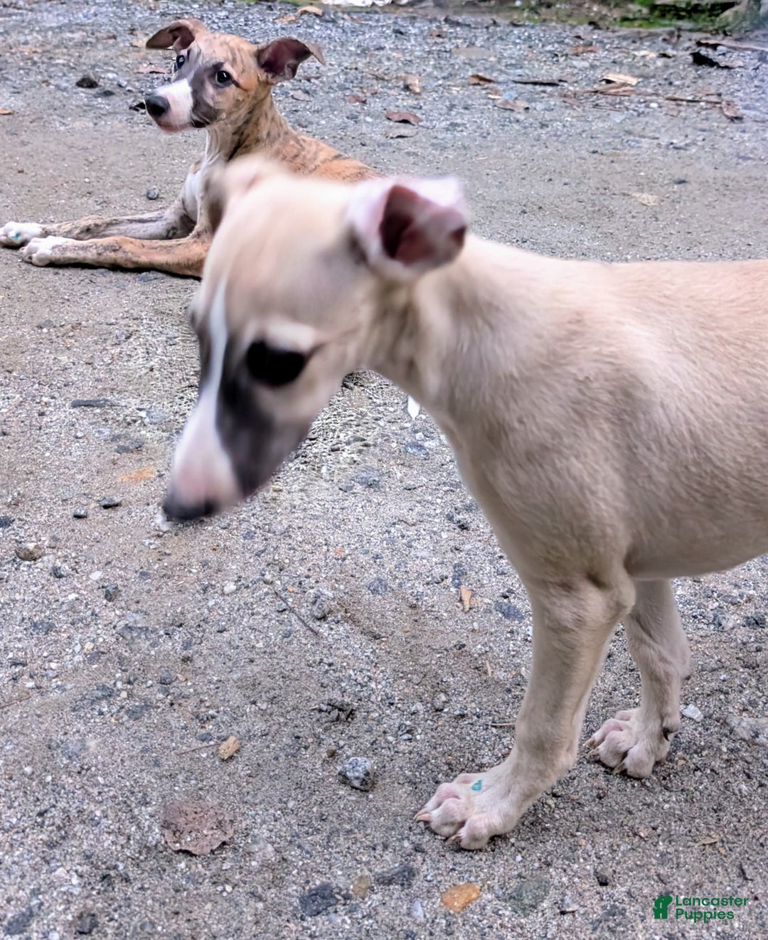 Whippet dogs for sale: Tilly - Image 8