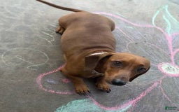 Miniature Dachshund dogs for sale: Penny - Image 3