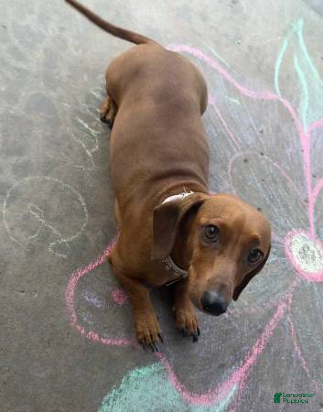 Miniature Dachshund dogs for sale: Penny - Image 3
