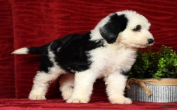 Sheepadoodle dogs for sale: Roscoe - Image 4