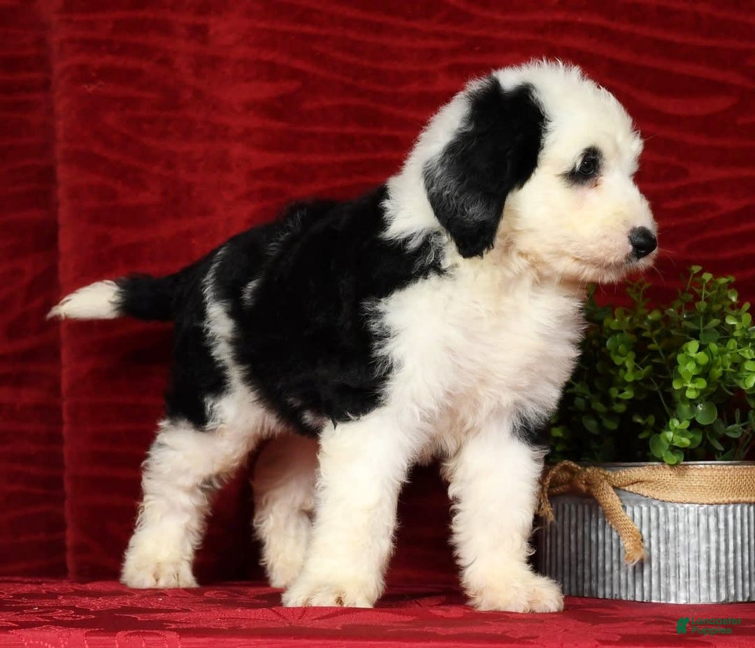 Sheepadoodle dogs for sale: Roscoe - Image 4
