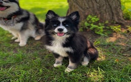 Pomsky dogs for sale: Nami - Image 12