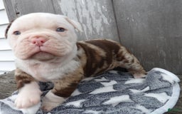 American Bulldog dogs for sale: Alex - Image 3