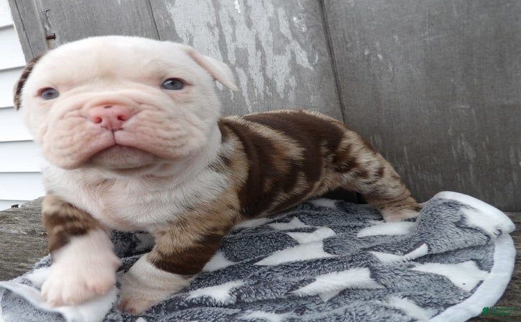 American Bulldog dogs - Advert 20