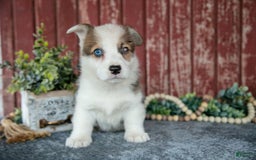 Welsh Corgi Pembroke dogs for sale: Nate - Image 1