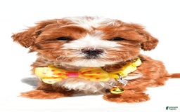Maltipoo dogs for sale: Dexter - Image 5