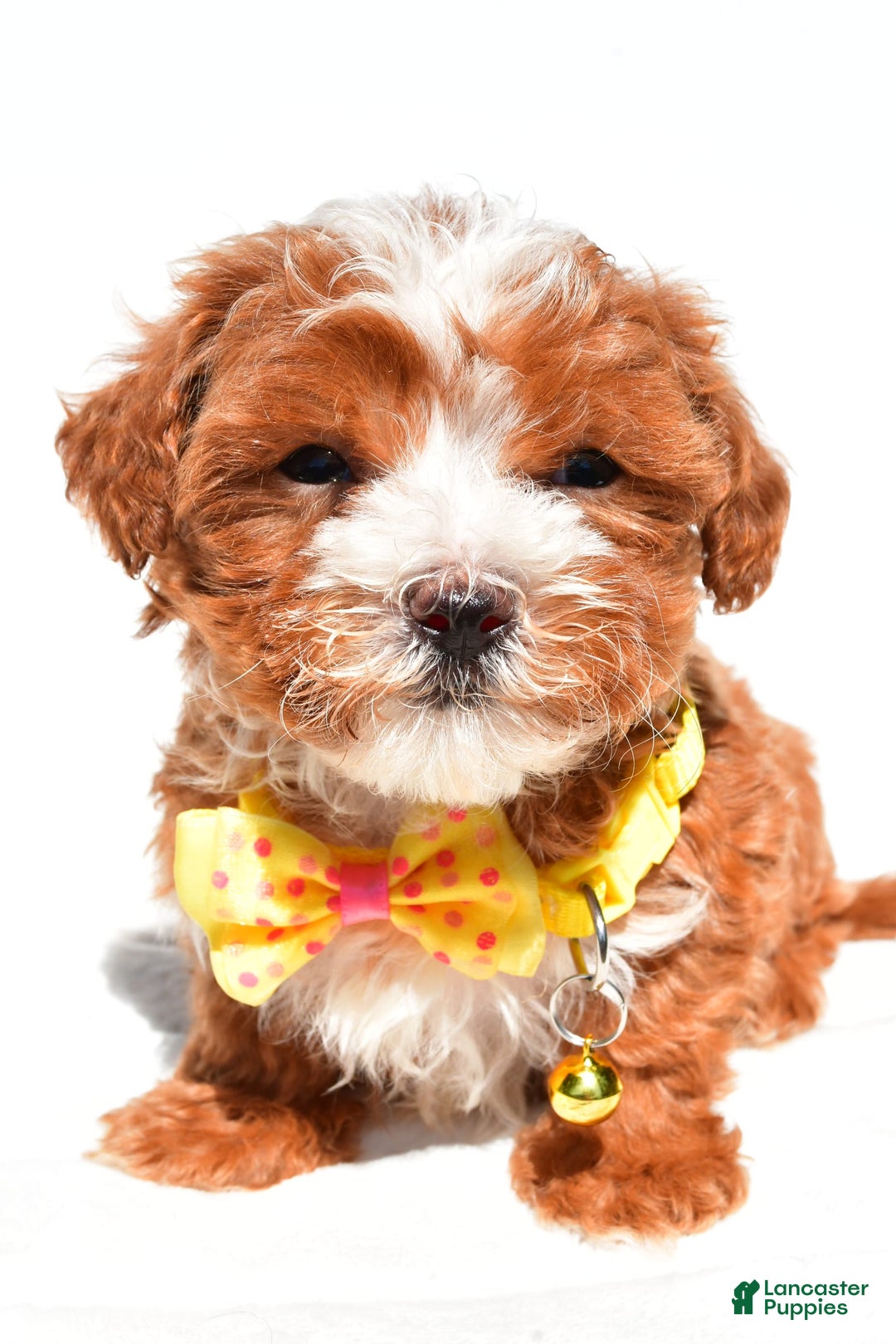 Maltipoo dogs for sale: Dexter - Image 5