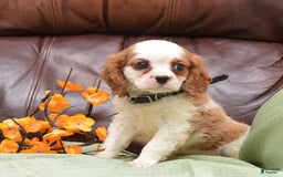 Cavalier King Charles Spaniel dogs for sale: Diamond - Image 5