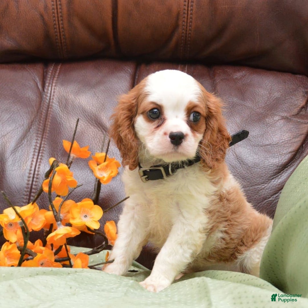 Cavalier King Charles Spaniel dogs for sale: Diamond - Image 5