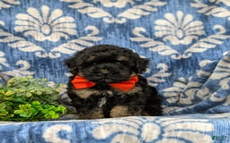 Havapoo dogs for sale: Holman - Image 2