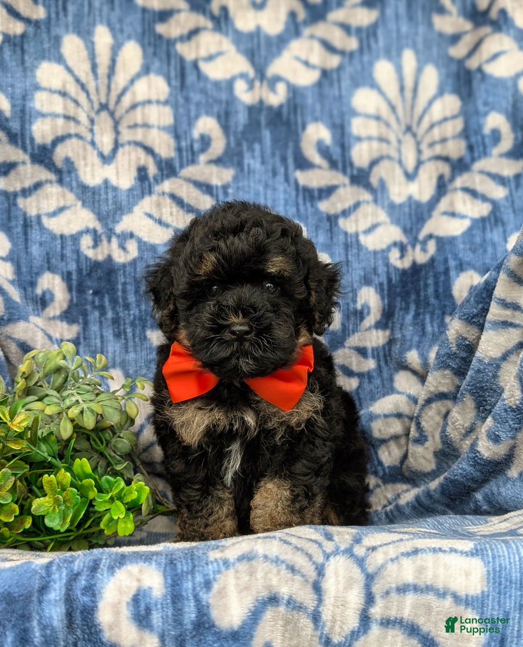 Havapoo dogs for sale: Holman - Image 2