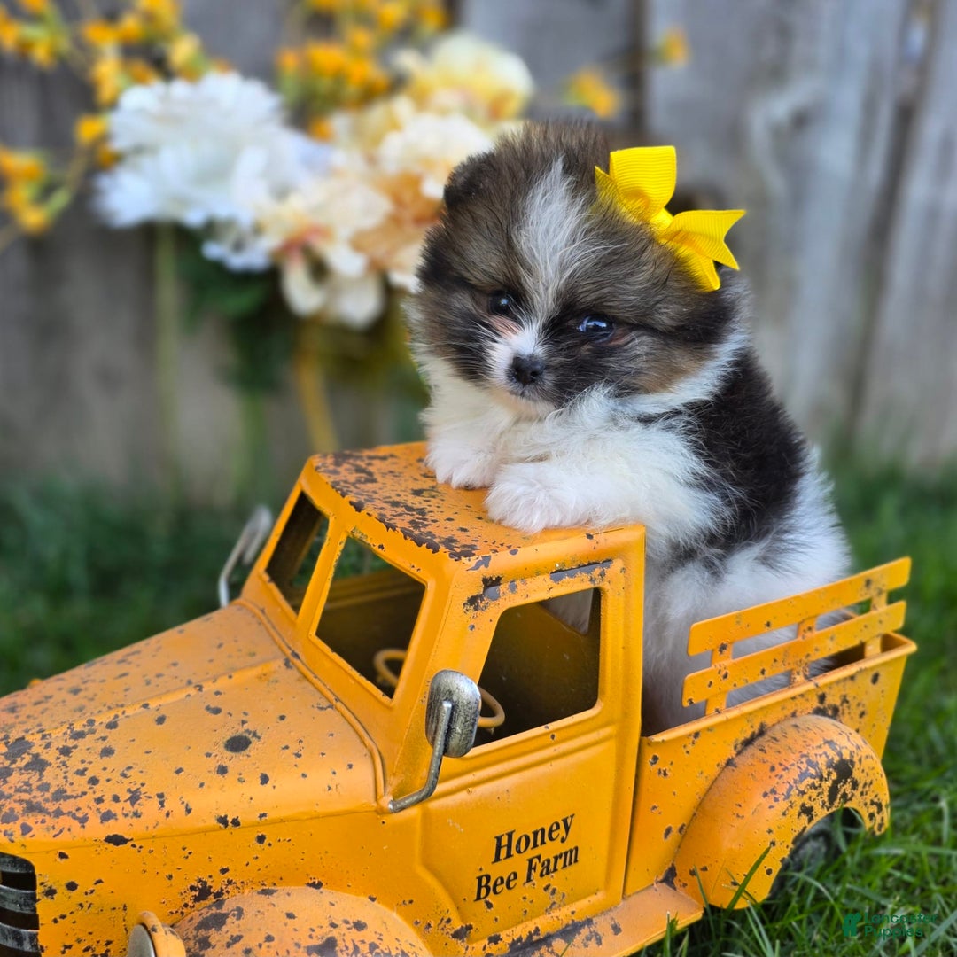 Pomeranian dogs for sale: Nirvana - Image 9