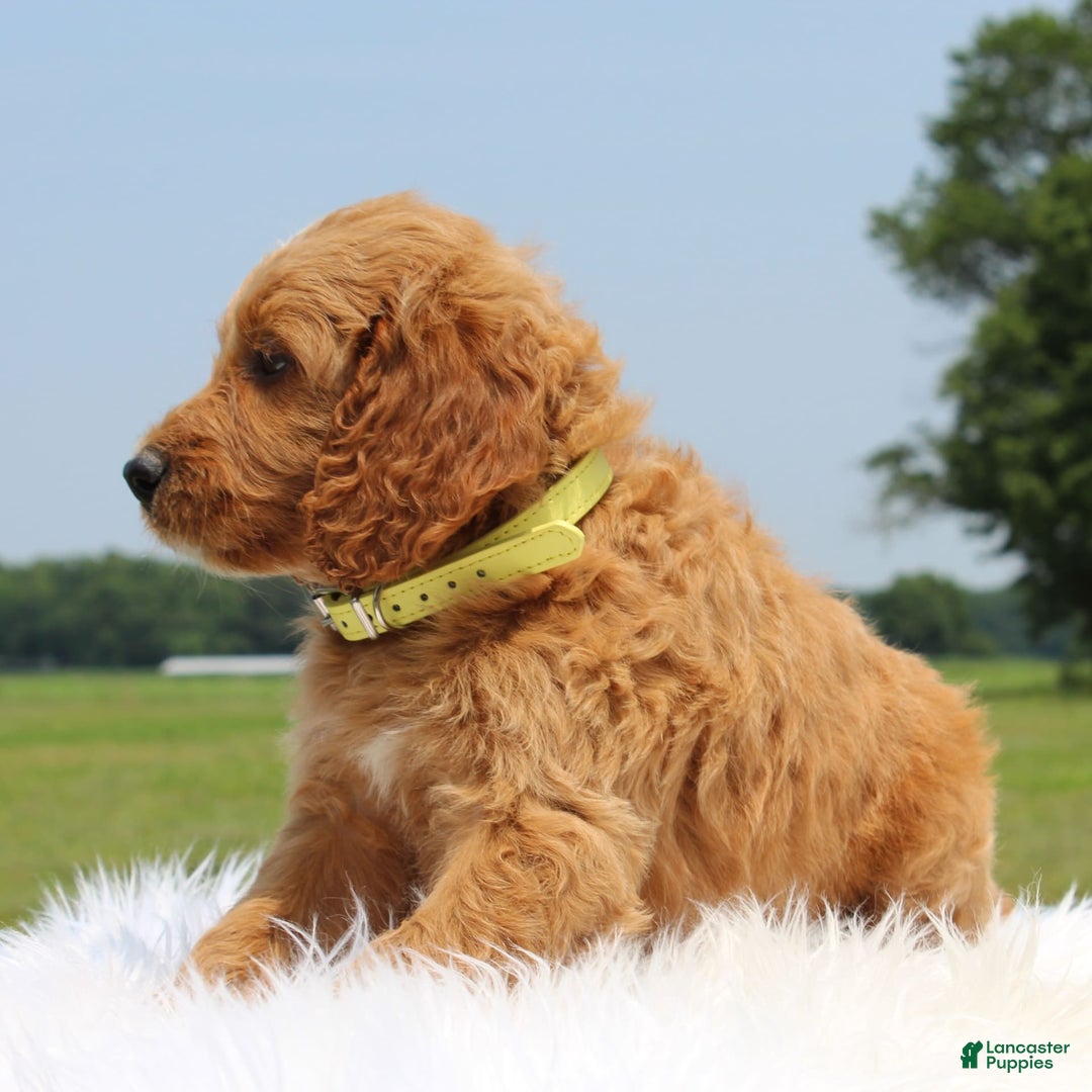 Irish Doodle dogs for sale: Vivi - Image 1