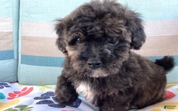 Havapoo dogs for sale: Rocky - Image 6
