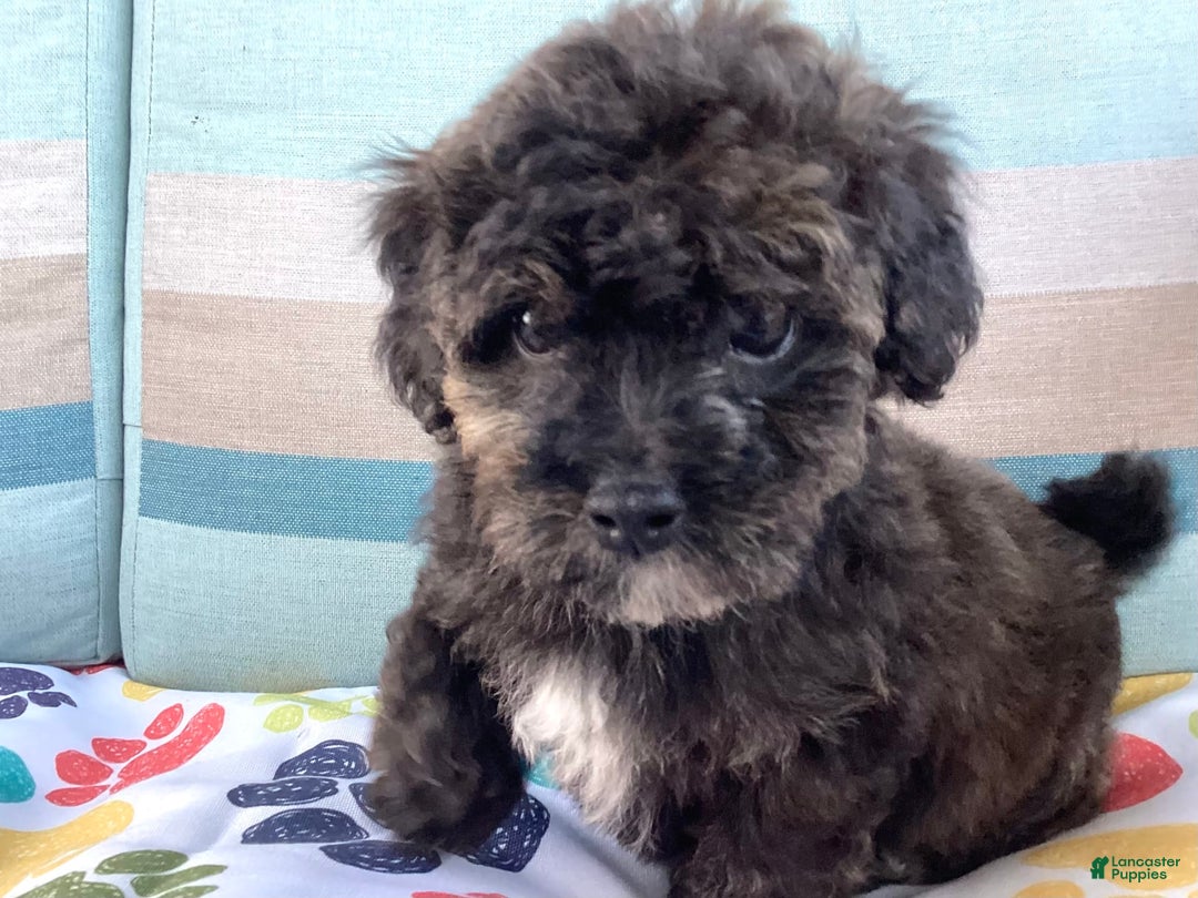 Havapoo dogs for sale: Rocky - Image 6