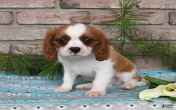 Cavalier King Charles Spaniel dogs for sale: Sparky - Image 11