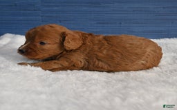 Cavapoo dogs for sale: Cavapoo 6 puppies - Image 12