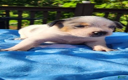 Catahoula Leopard Dog dogs for sale: Virginia - Image 4
