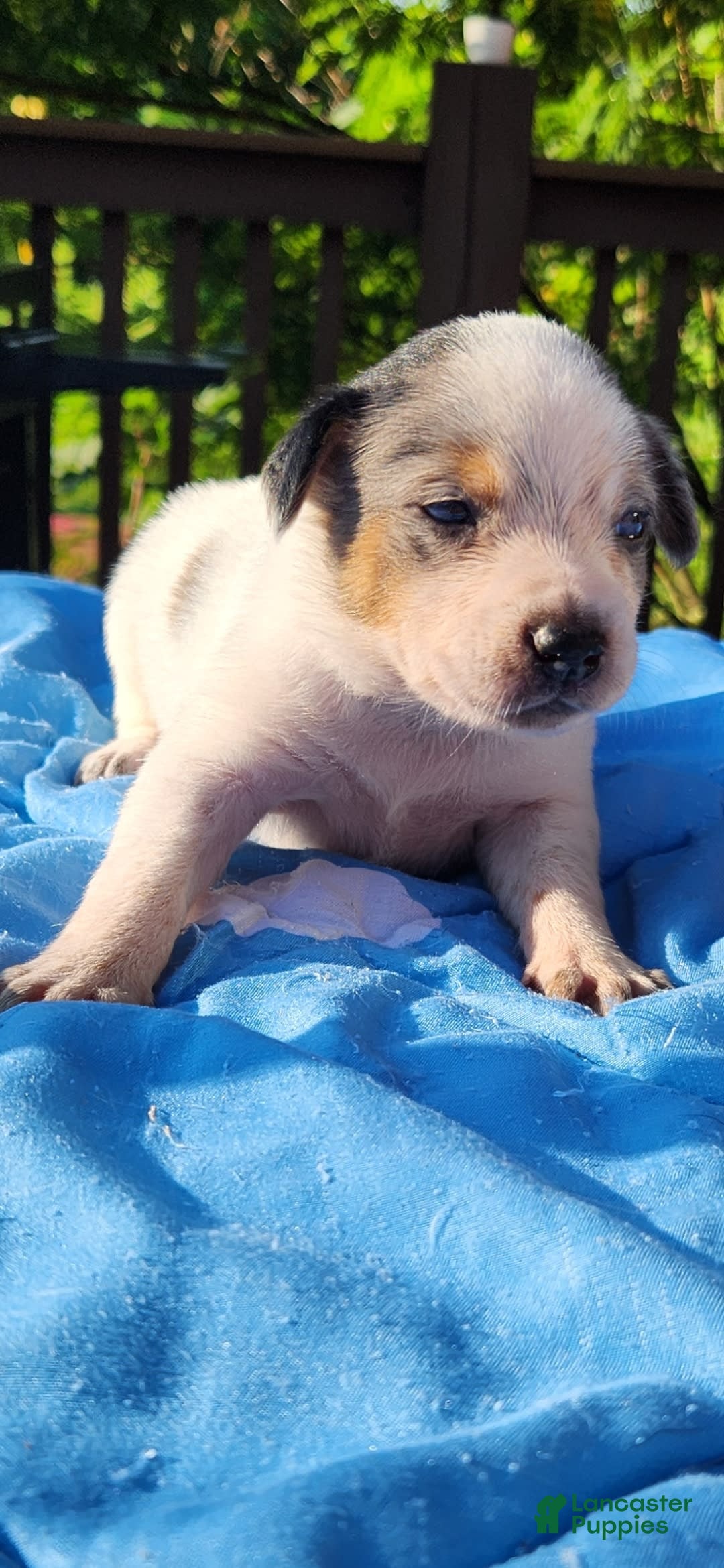 Catahoula Leopard Dog dogs for sale: Virginia - Image 4