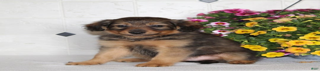 Cleo