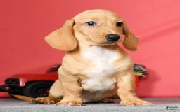 Miniature Dachshund dogs for sale: Dora - Image 8