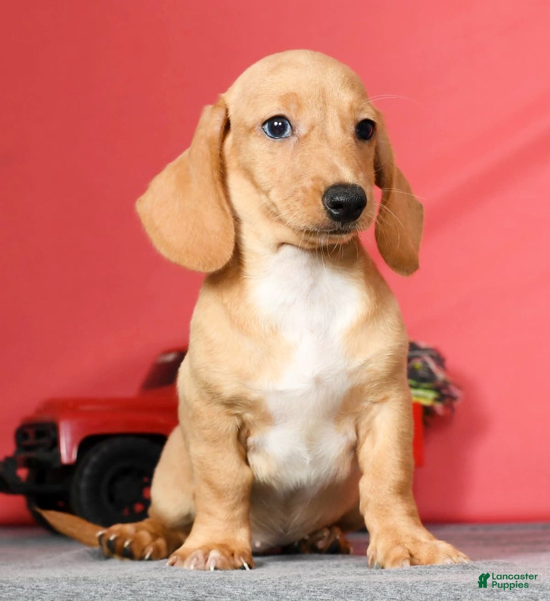 Miniature Dachshund dogs for sale: Dora - Image 8
