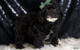 Miniature Poodle dogs for sale: Tate - Image 4