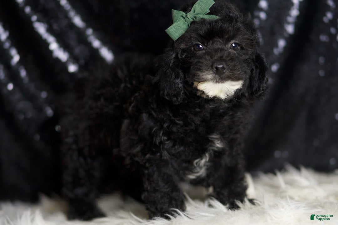 Miniature Poodle dogs for sale: Tate - Image 4