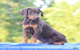 Doberman Pinscher dogs for sale: Rusty - Image 7