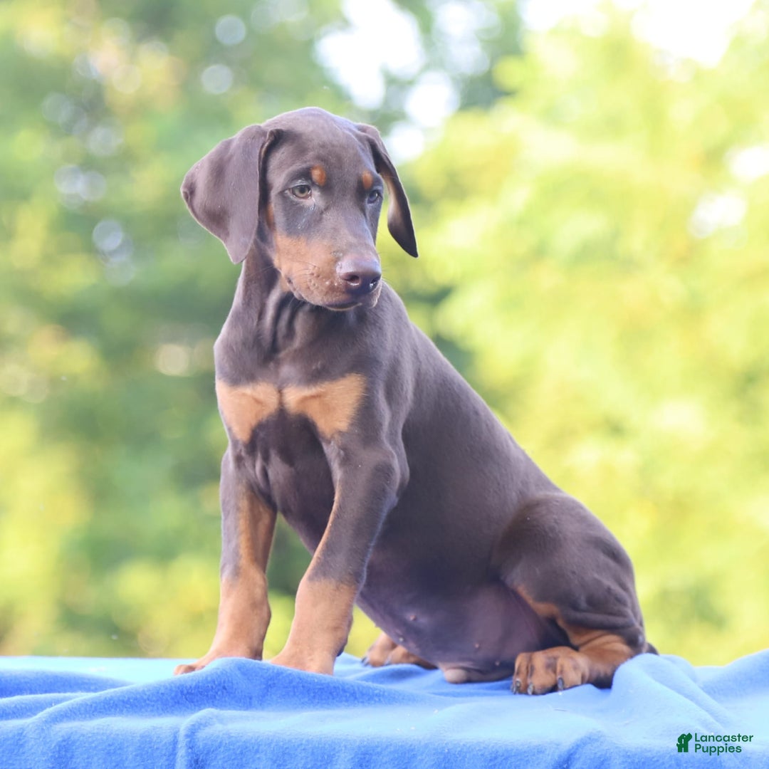 Doberman Pinscher dogs for sale: Rusty - Image 7