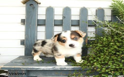 Welsh Corgi Pembroke dogs for sale: Jackson - Image 5