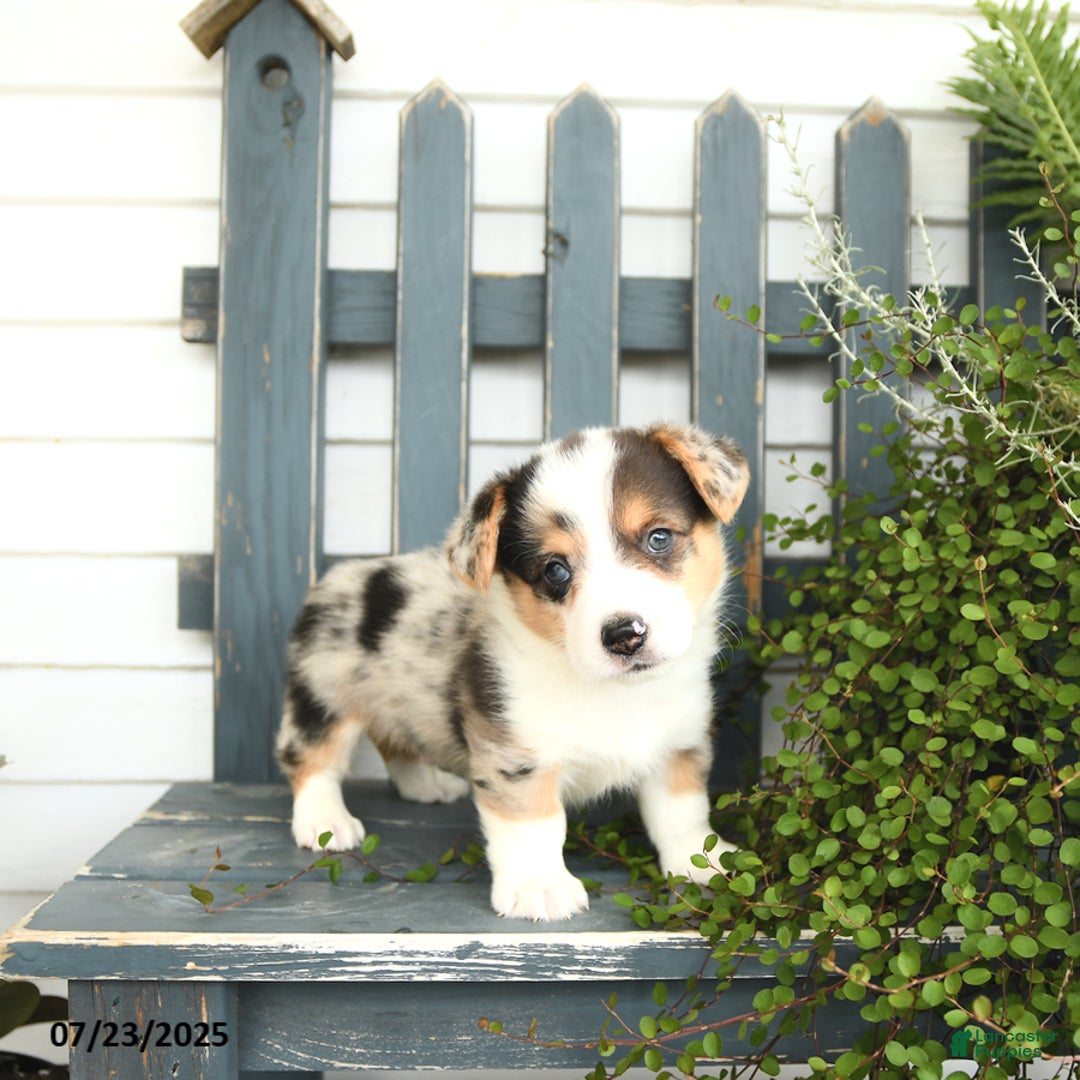 Welsh Corgi Pembroke dogs for sale: Jackson - Image 5