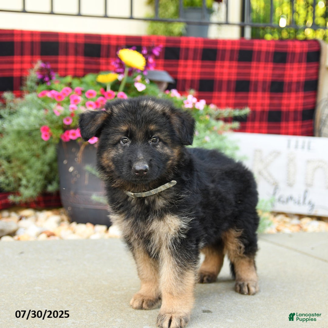 German Shepherd dogs for sale: Hades - Image 5