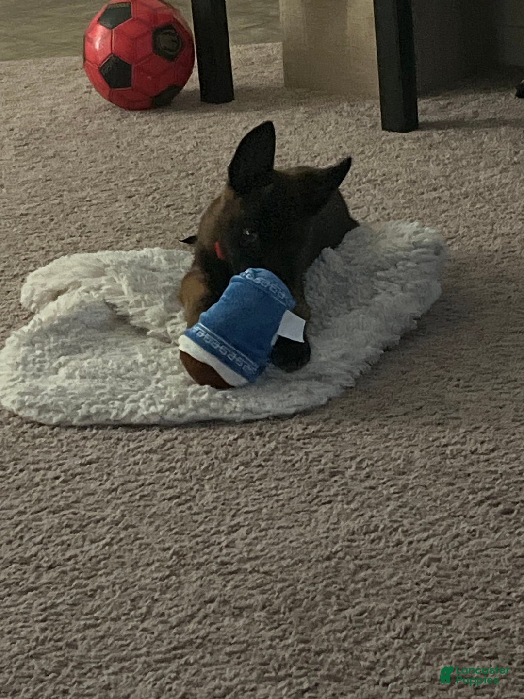 Belgian Malinois dogs for sale: Duke - Image 1