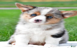 Australian Shepherd dogs for sale: Willow - Image 6