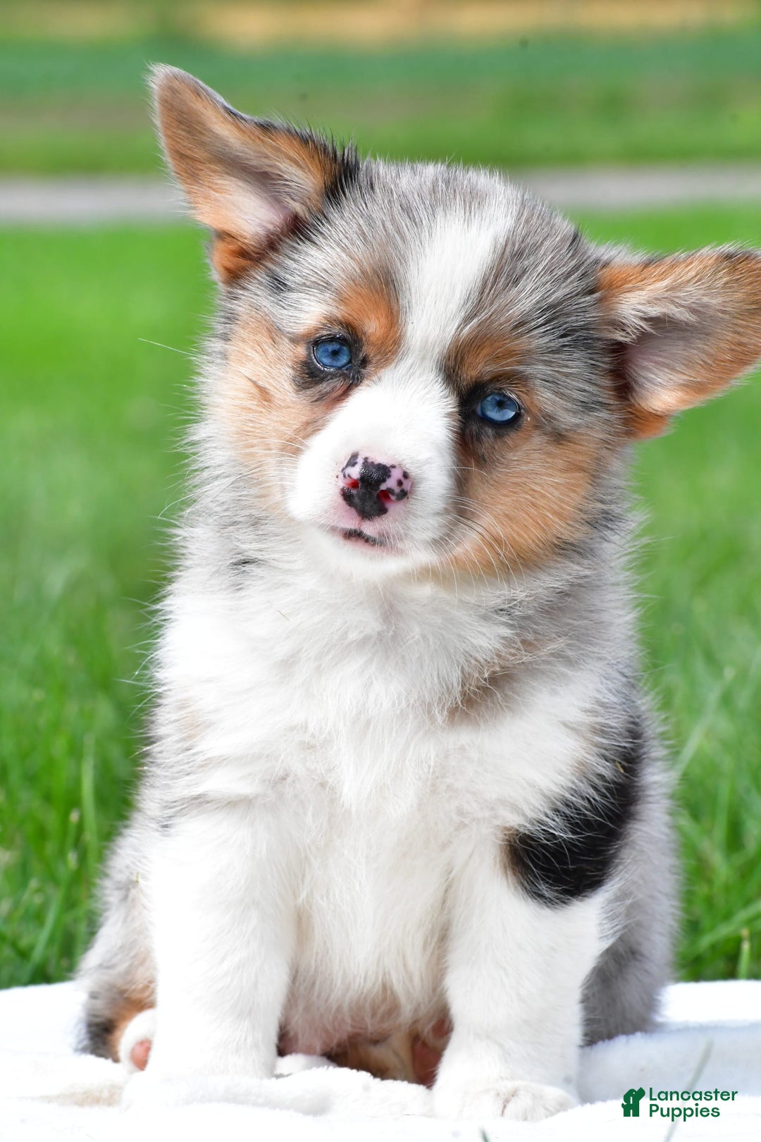 Australian Shepherd dogs for sale: Willow - Image 6