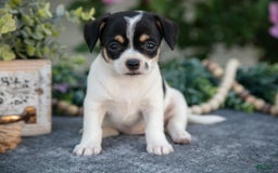 Chihuahua dogs for sale: Toodles - Image 3