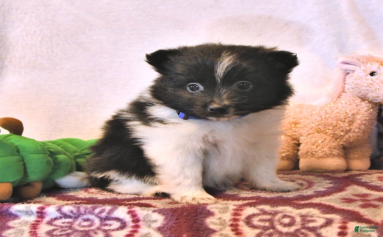 Pomeranian dogs for sale - Ad 1