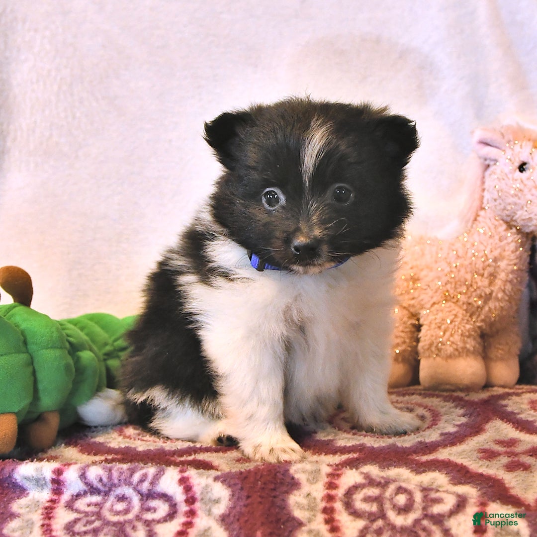 Pomeranian dogs for sale: Cody - Image 1