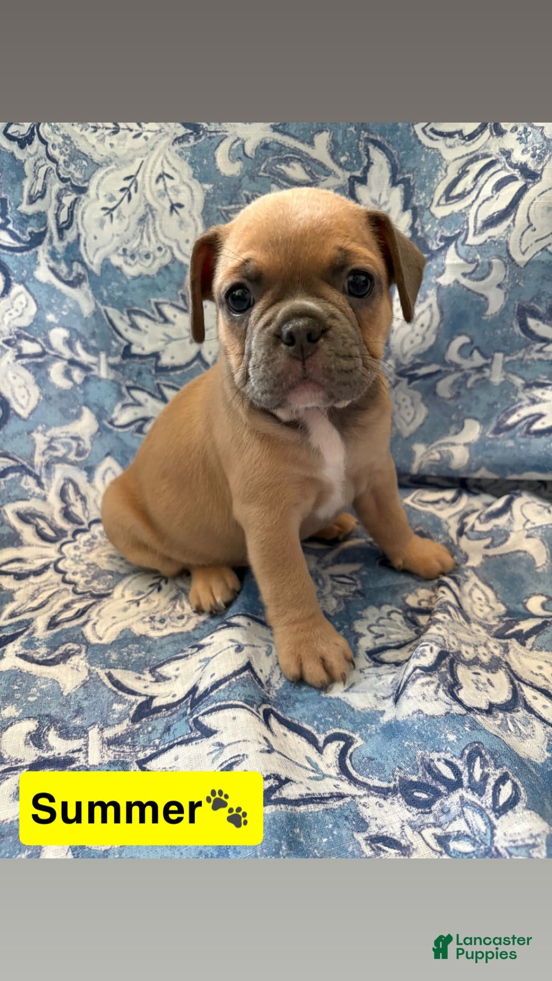 American Bully dogs for sale: Summer - Image 1
