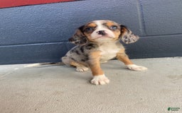 Beaglier dogs for sale: Marshal - Image 5